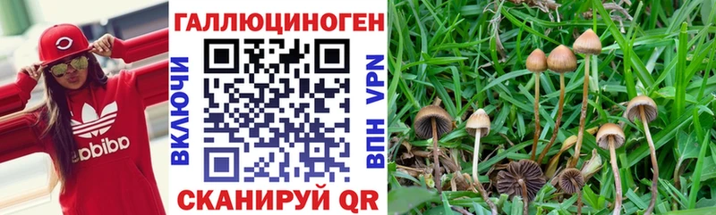 где найти наркотики  Пенза  Псилоцибиновые грибы MAGIC MUSHROOMS 